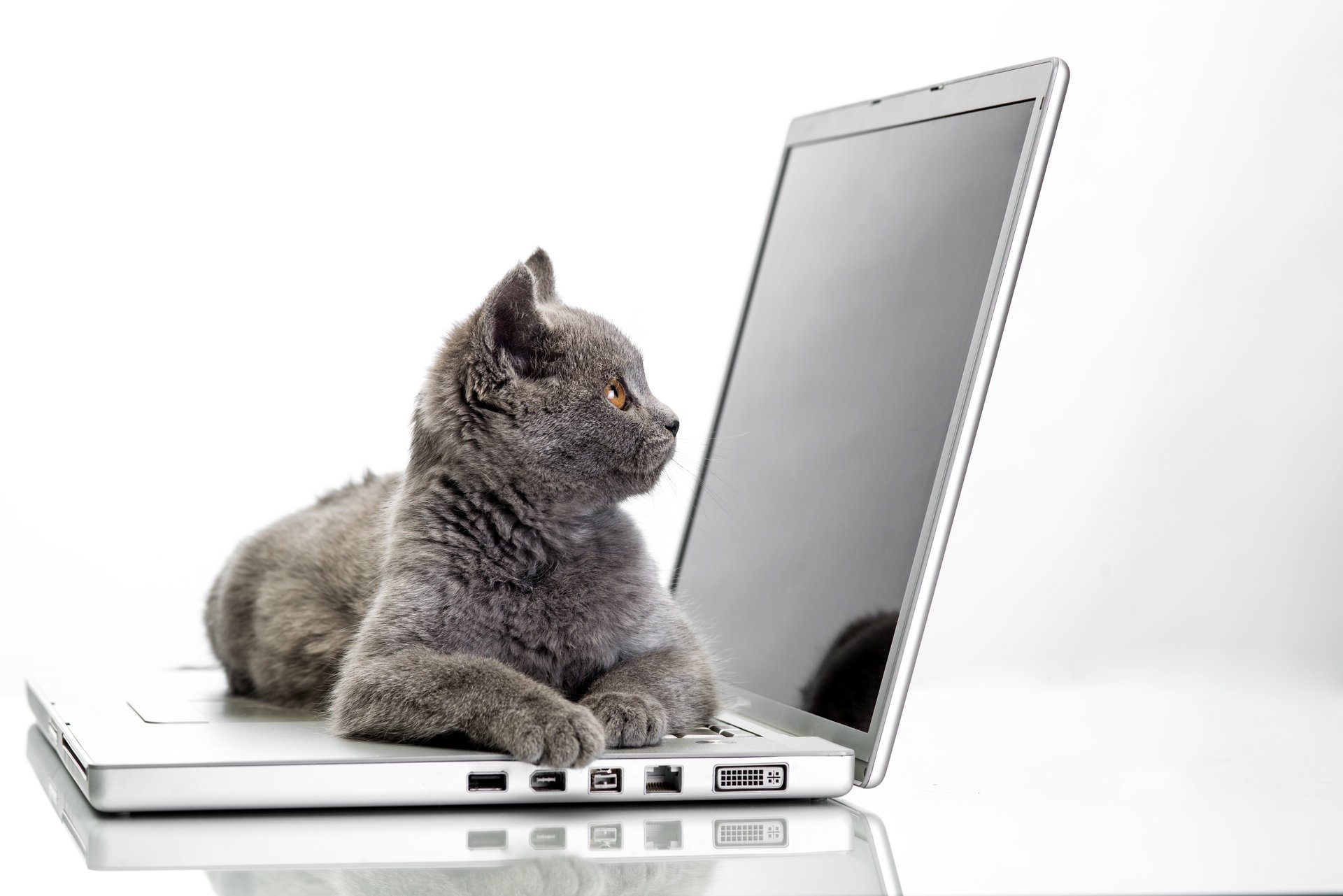 cat laptop light background british posing