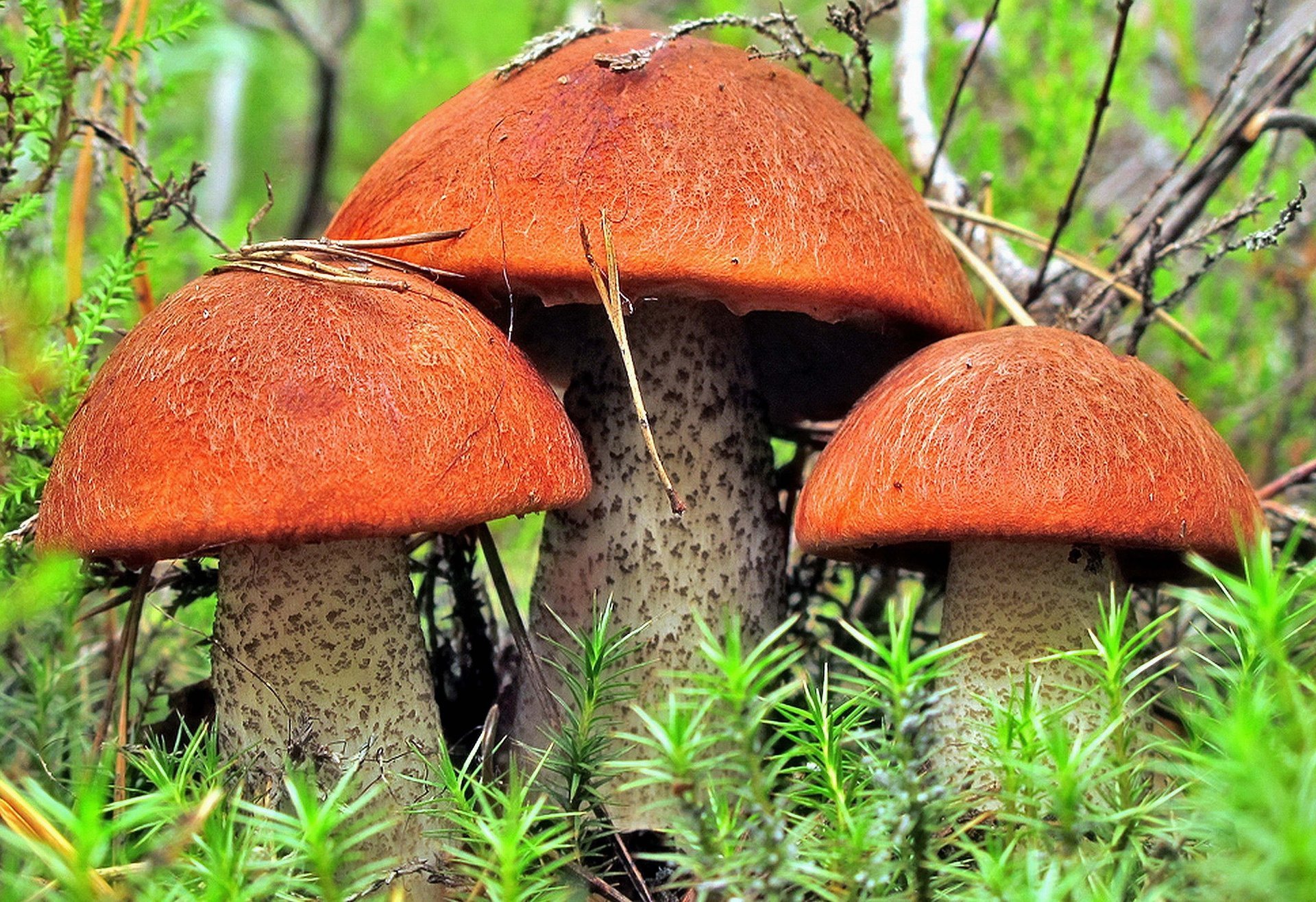 photo nature mushroom