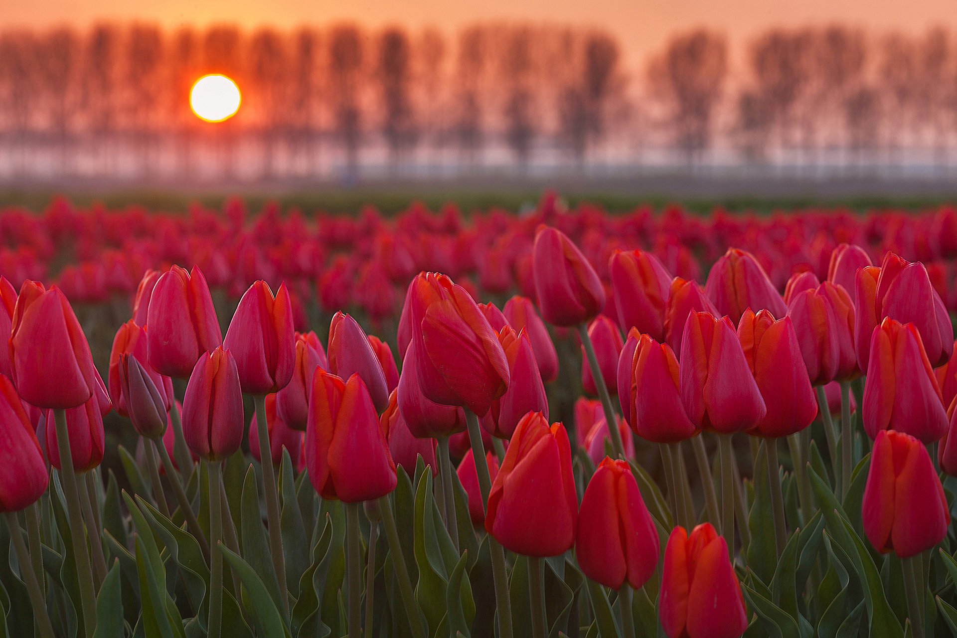 flowers tulips field the sun sunset