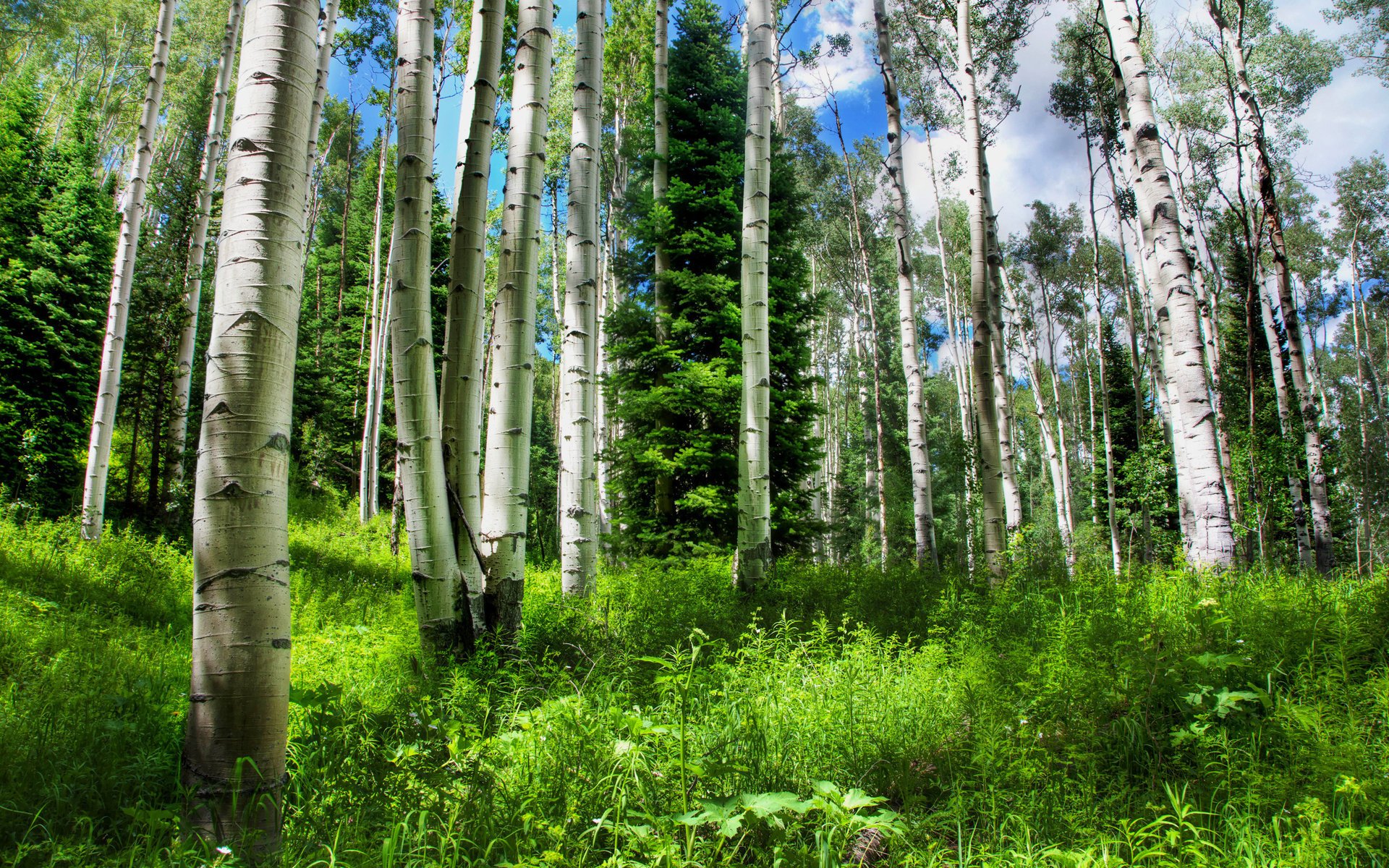 naturaleza bosque hermoso árboles abedules