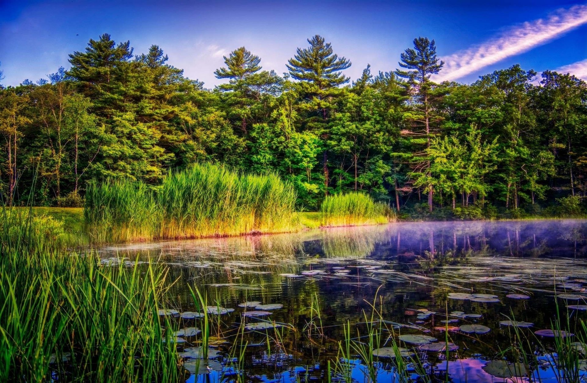 nature forêt étang