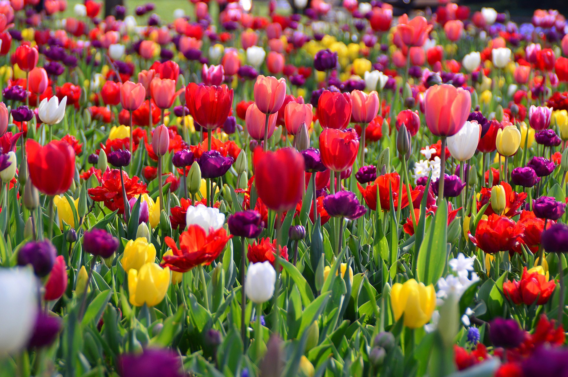 flores primavera tulipanes