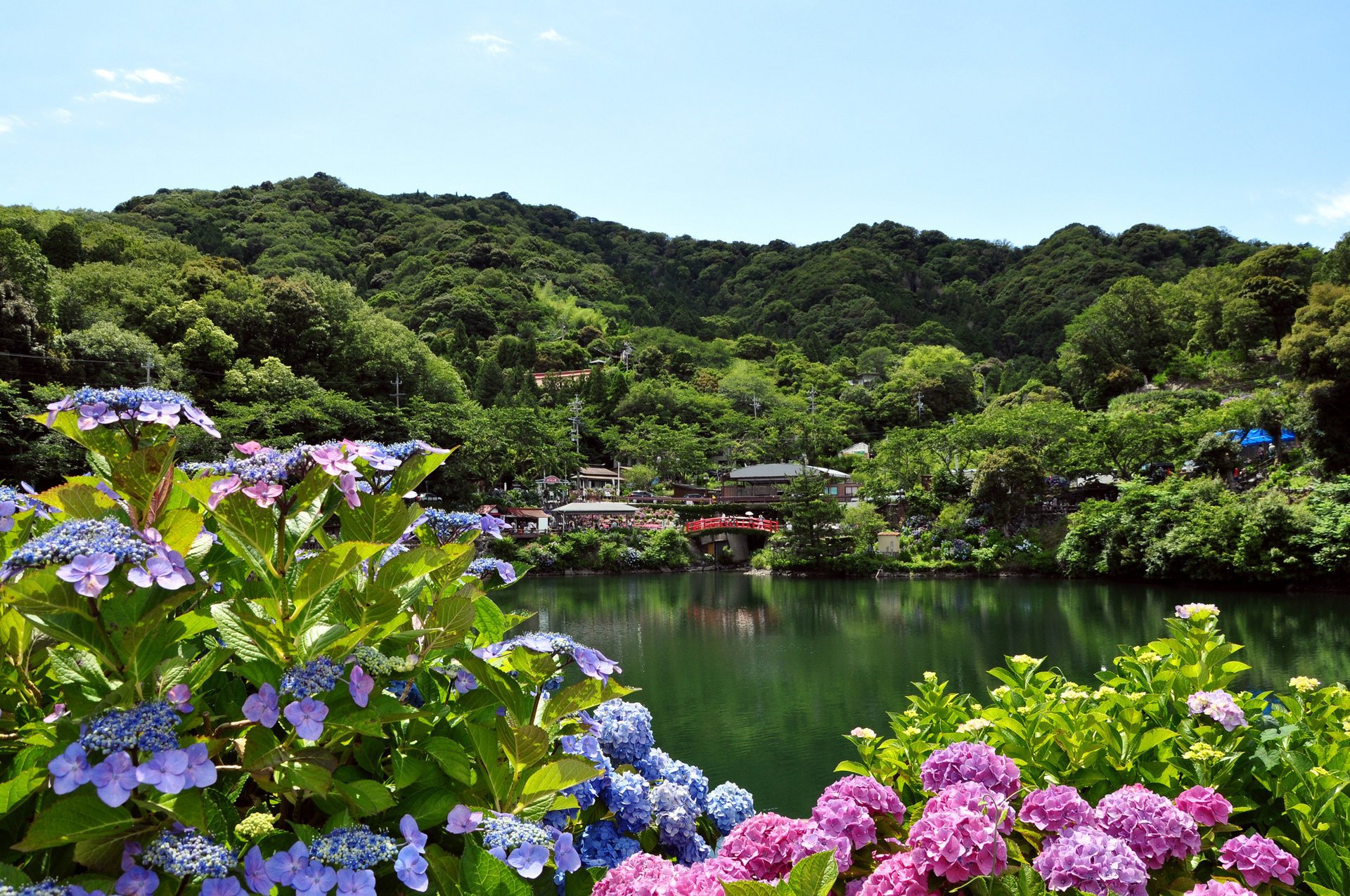 flowers hydrangea the city lake