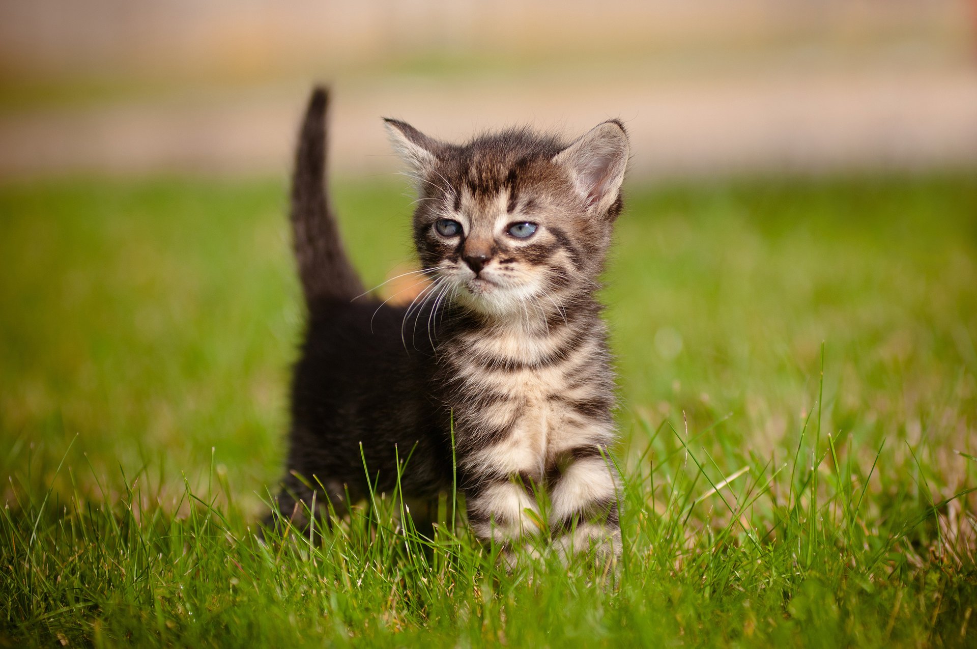 chaton enfant herbe aux yeux bleus