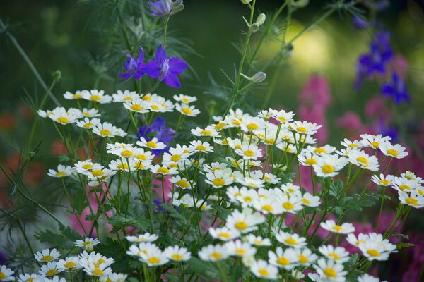 Fleurs sauvages sur fond vert-jaune flou