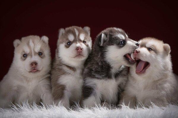 Четыре щенка учатся искусству фотосессии