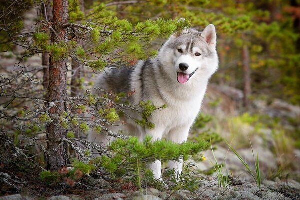 Sguardo curioso del cane da dietro l albero di Natale