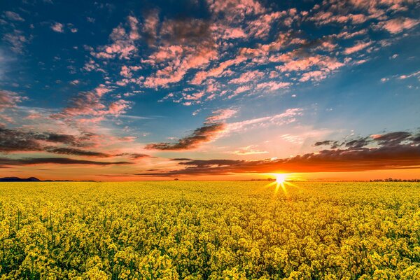 Campo di natura primaverile al tramonto