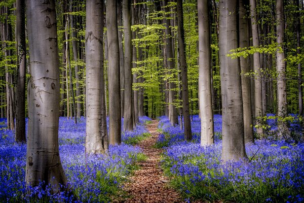 Blooming bluebells are the decoration of the forest!