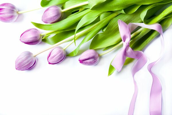 Tulipanes rosados con cinta rosa sobre fondo blanco