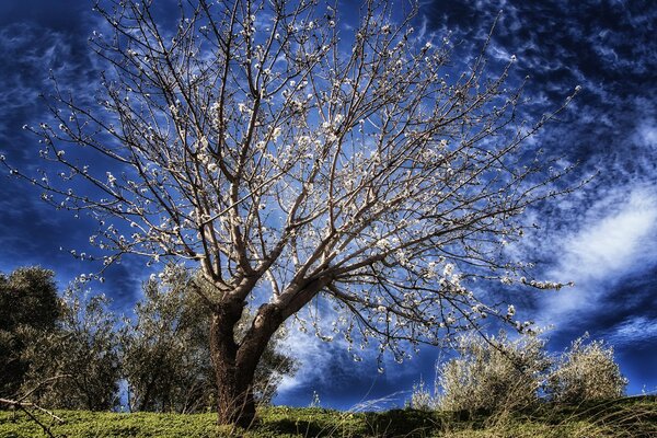 Strahlend blauer Himmel. Ein blühender Baum