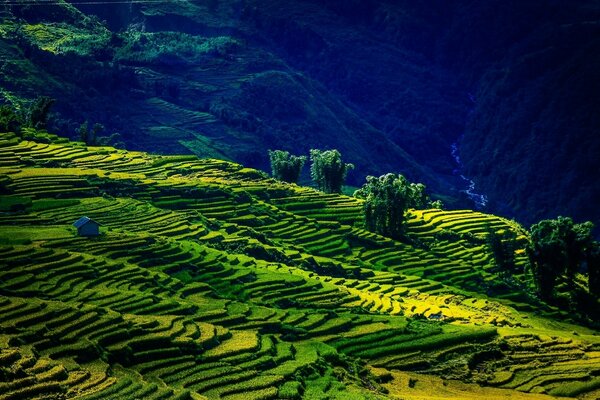 In Vietnam, Campi estivi di bellezza indescrivibile