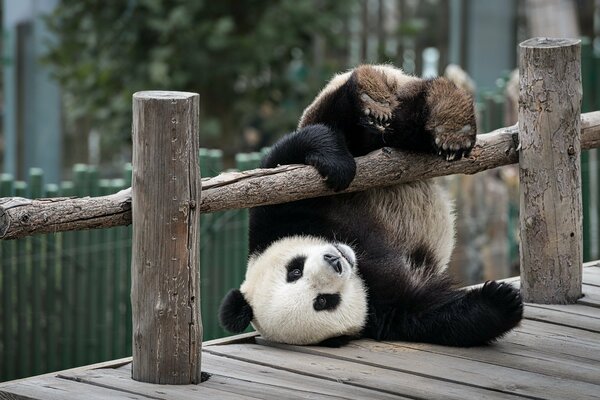 Orso panda Zoo giocando