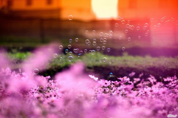 Pink soap bubbles and flowers