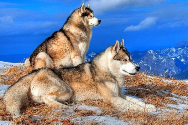 Dogs look into the distance from a mountain peak