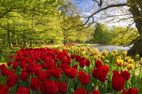 Primavera en el parque. Tulipanes amarillos y rojos