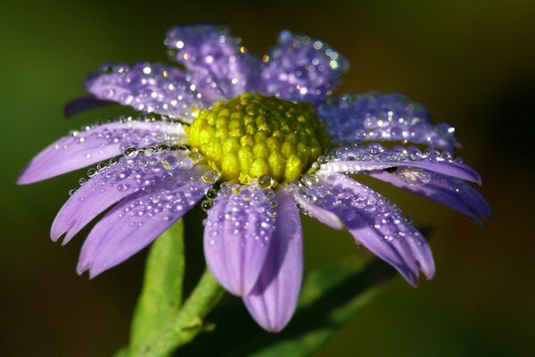 Bella foto del fiore coperto di rugiada