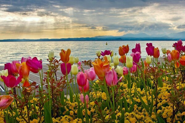 Colorful tulips on the background of the lake. Sunrise
