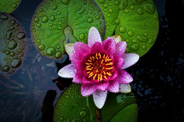 Różowy Lotos na wodzie z kropelką kwiatka i zielonymi liśćmi