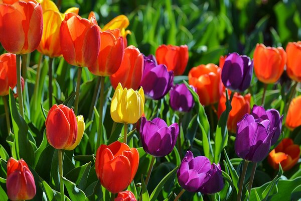 Spring, flowers, colorful tulips