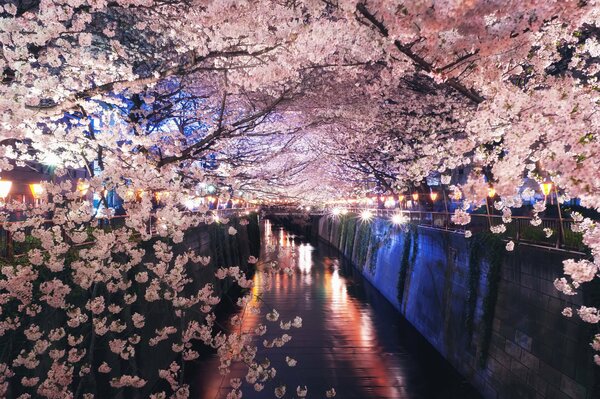Fleurs de cerisier dans la nuit au-dessus du canal