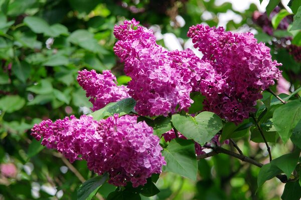 Seren in the botanical gardens of the city of Kiev