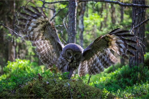 Owl wing flap forest