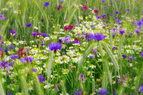 Polne kwiaty wśród zielonej trawy