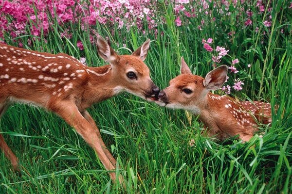 Bambi dans une Prairie fabuleusement belle