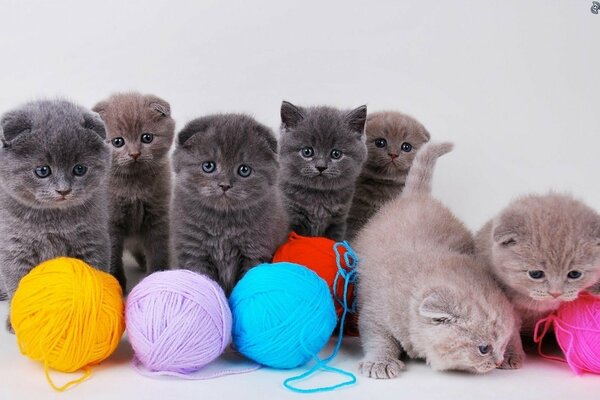 Hermosos gatitos posando sobre un fondo blanco