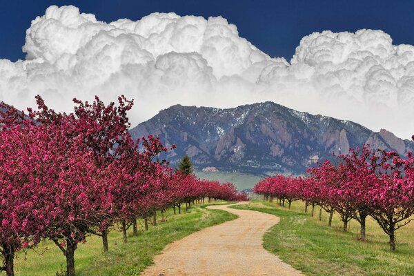 Flowering trees on the background of mountains and clouds