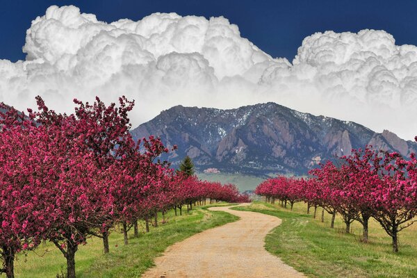 Árboles en flor en el fondo de la montaña y las nubes