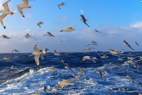 Naturaleza Marina con sus habitantes