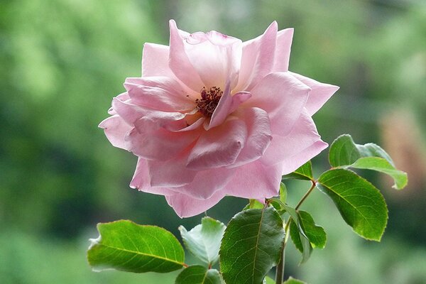 Hojas de rosa de té sobre fondo verde