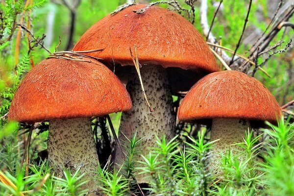 Tre eroi o una famiglia di funghi