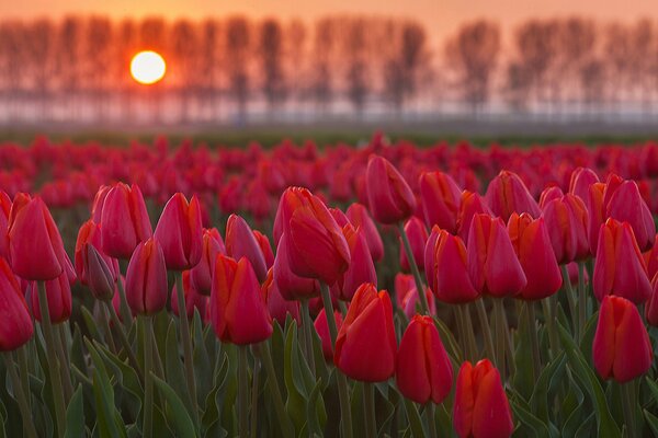 Поле тюльпанов на закате солнцакарта
