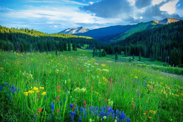 Blumenfeld auf dem Weg in die Berge