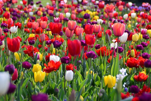 A field of tulips in bright spring