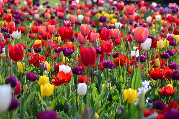 Champ de tulipes au printemps lumineux
