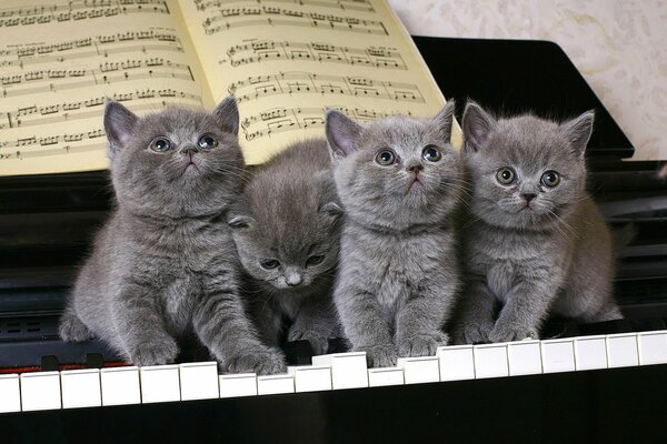 Kocięta muzycy grają na pianinie