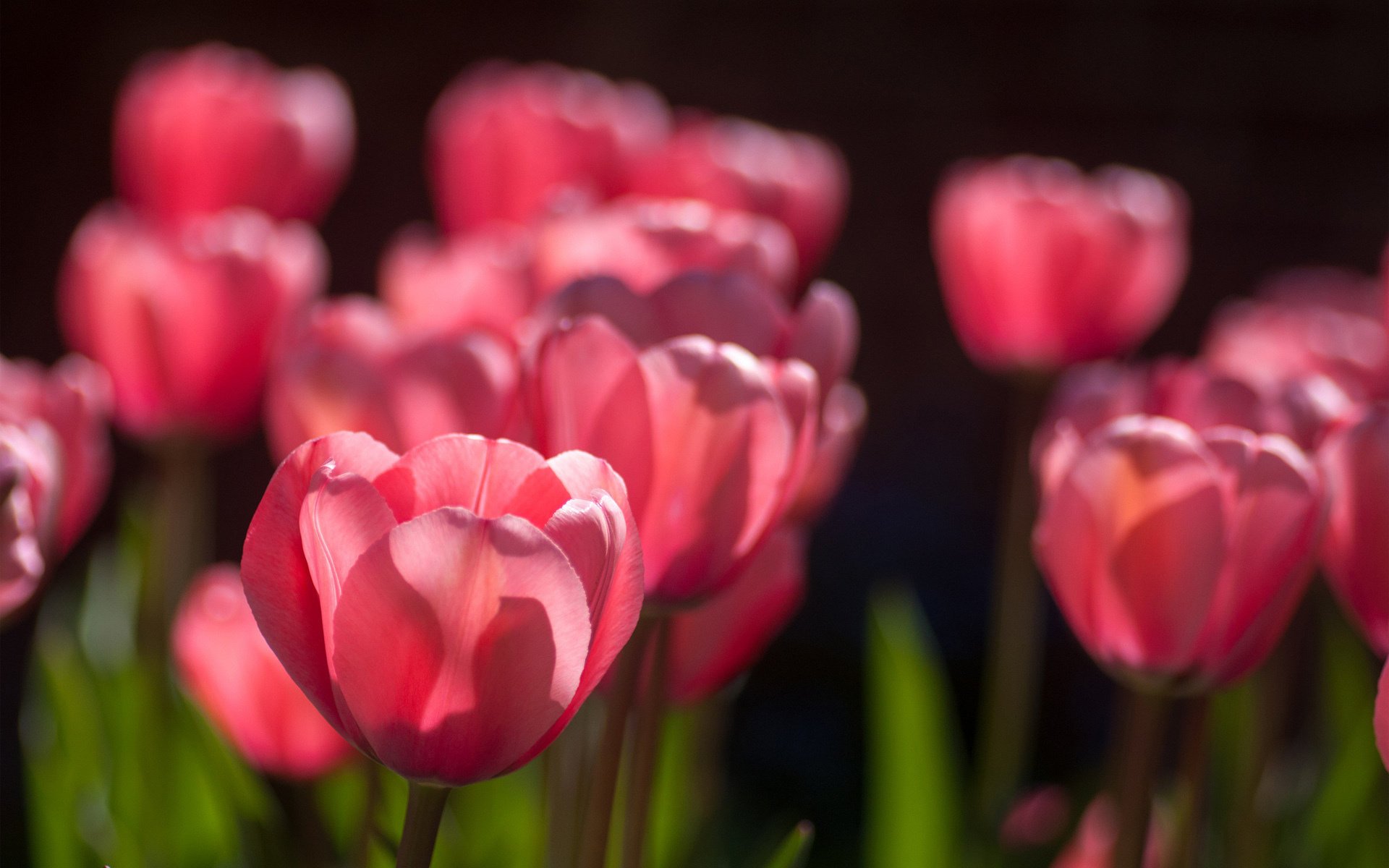 fiori tulipani