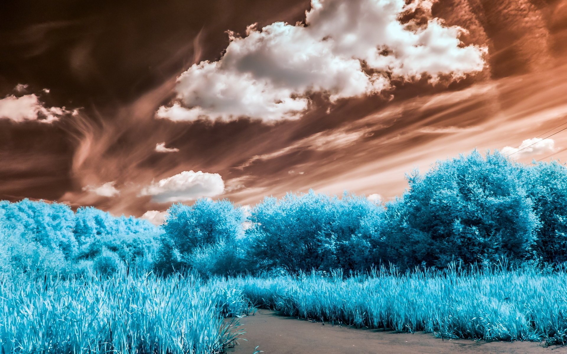 avec bleu feuillage sur fond nuageux ciel plantes