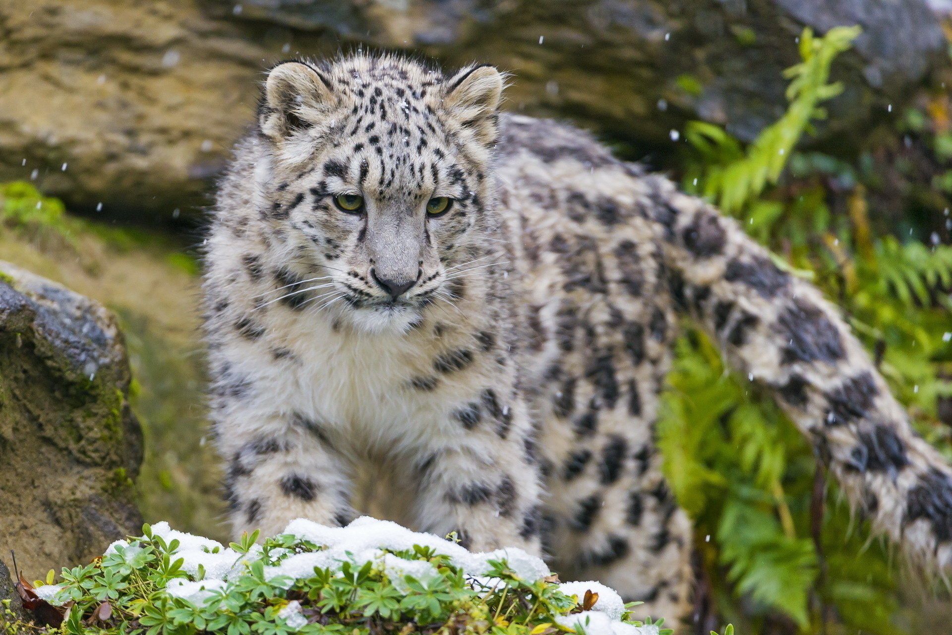 chaton museau léopard des neiges prédateur irbis