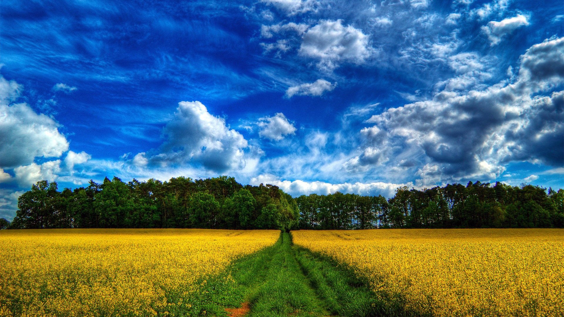 fleurs ciel forêt herbe route arbres champs nuages