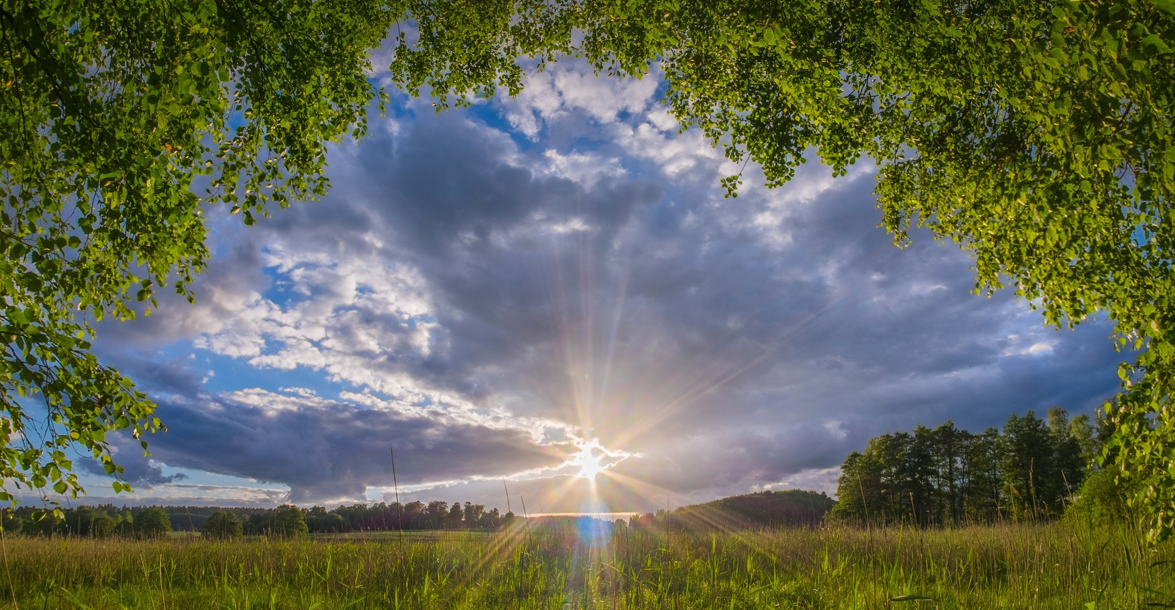 rami di albero campo sole paesaggio