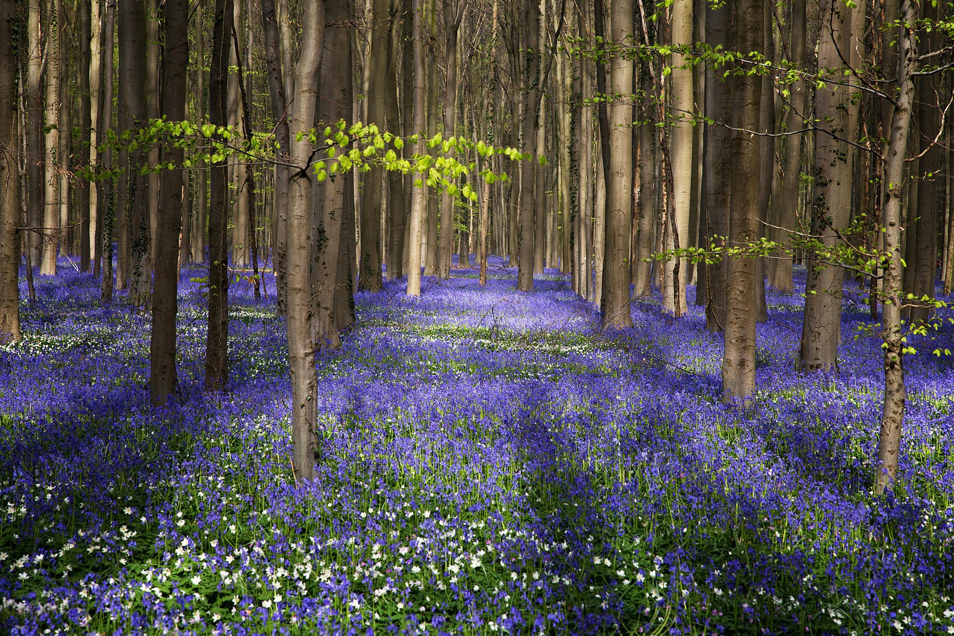 flowers nature summer forest trees bell