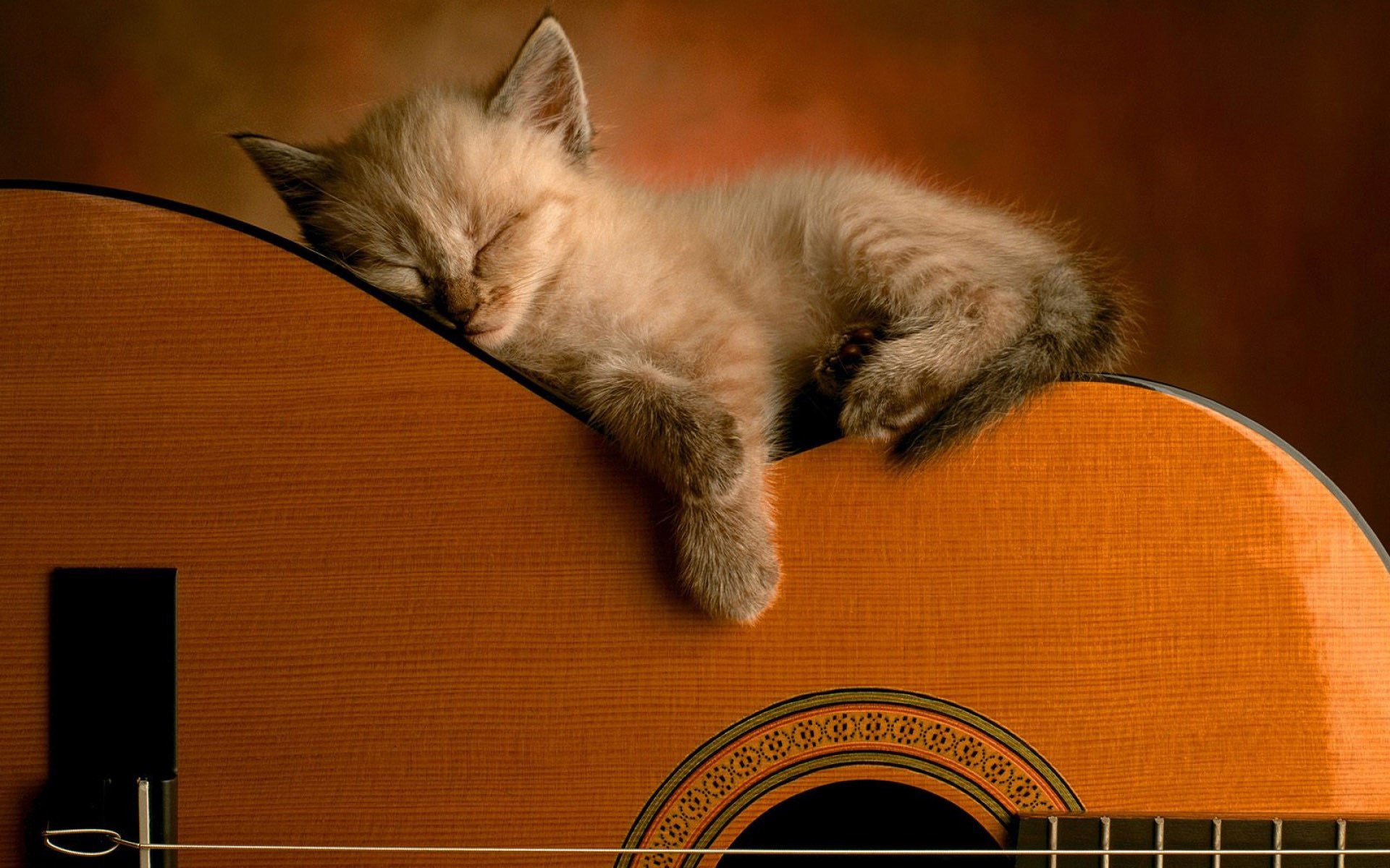 gatito peludo guitarra