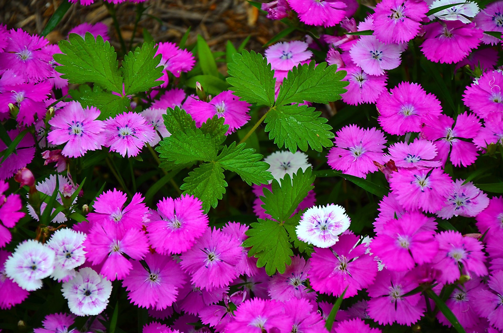 blumen nelke flora