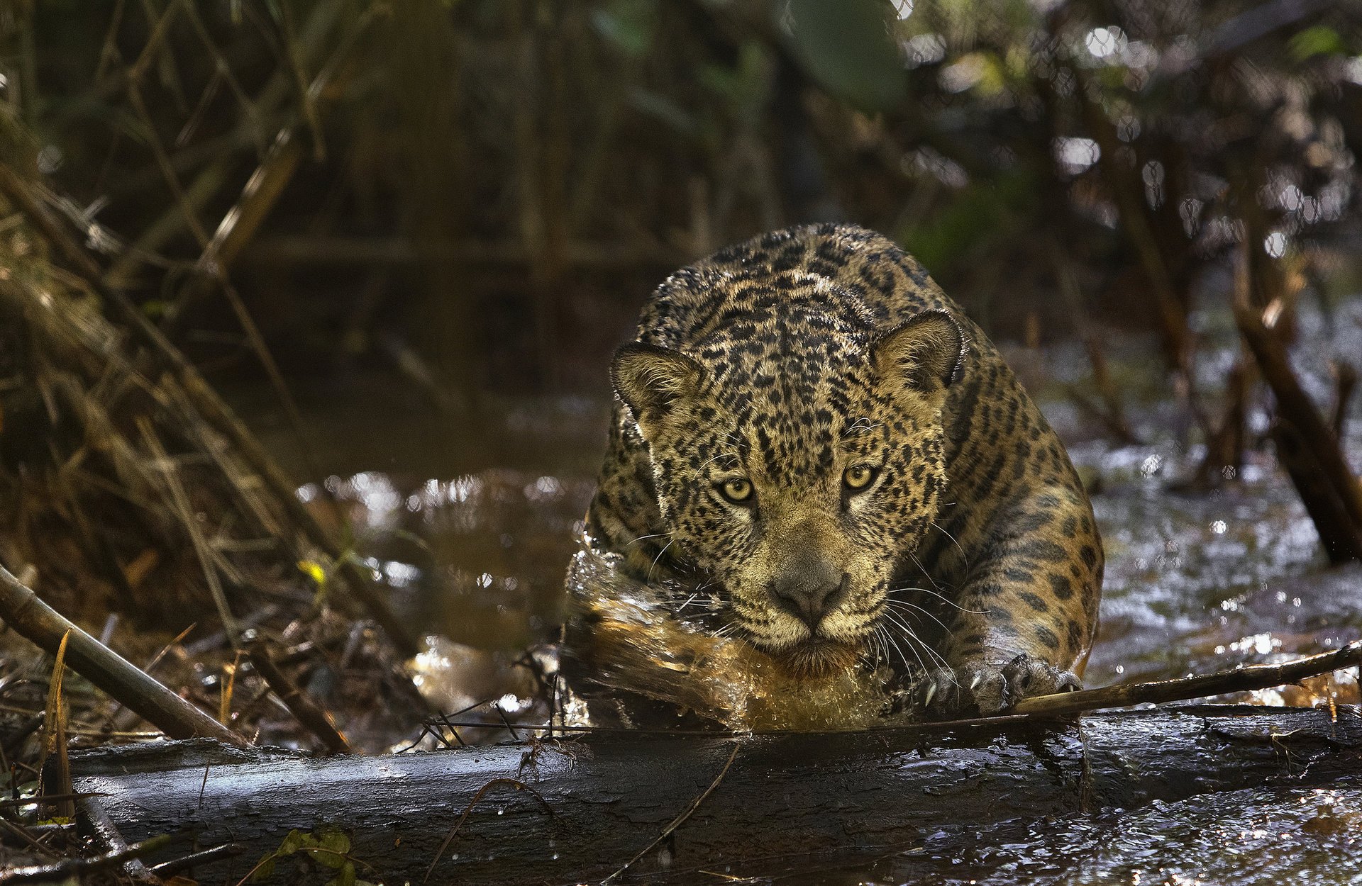 jaguar jaguar predator