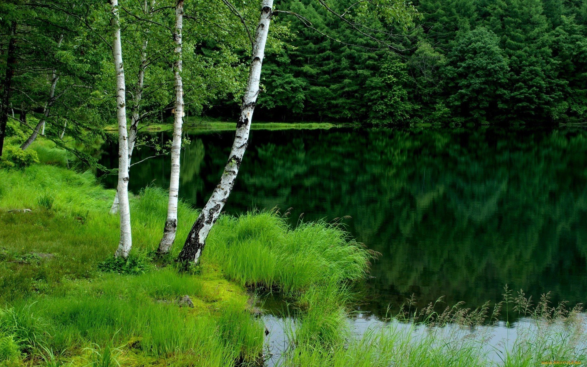 nature étang forêt